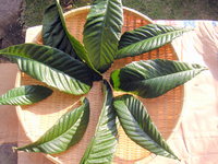 biwa_leaf.jpg